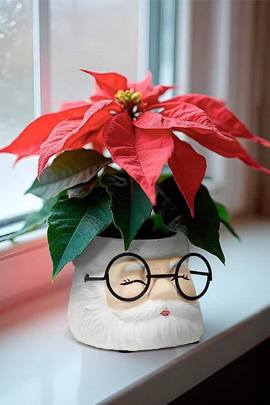 Kris Kringle Planter Small